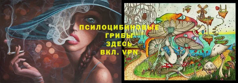 хочу   Мариинск  Псилоцибиновые грибы Psilocybe 